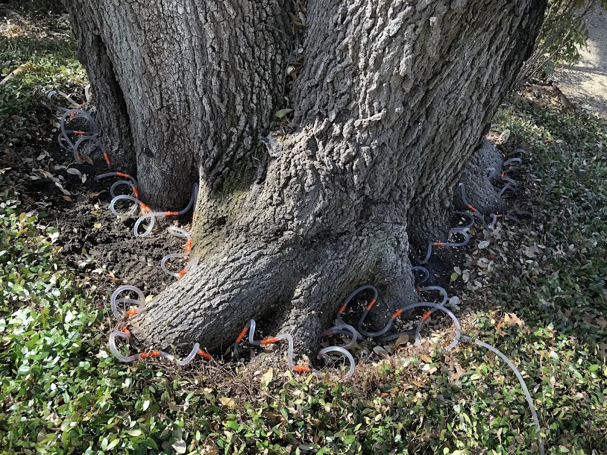 Detailed Tree Cabling and Bracing job site in Springfield