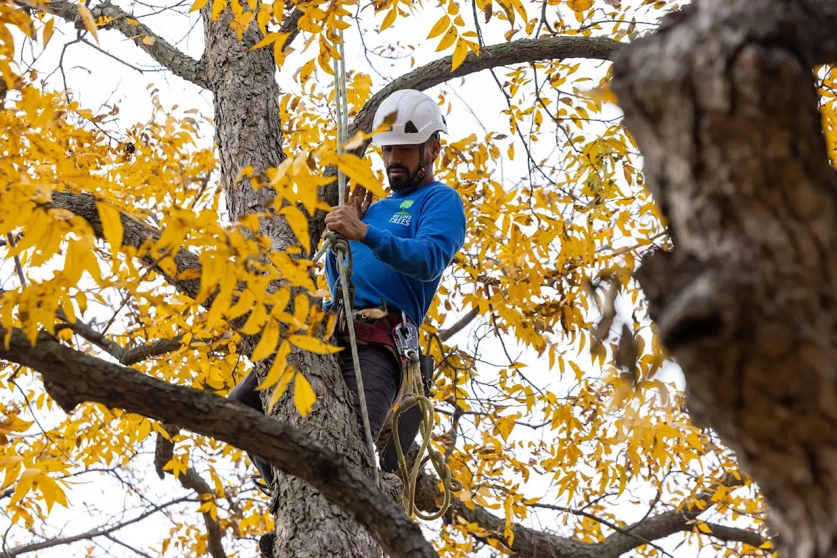 Skilled Tree Trimming crew working in Springfield